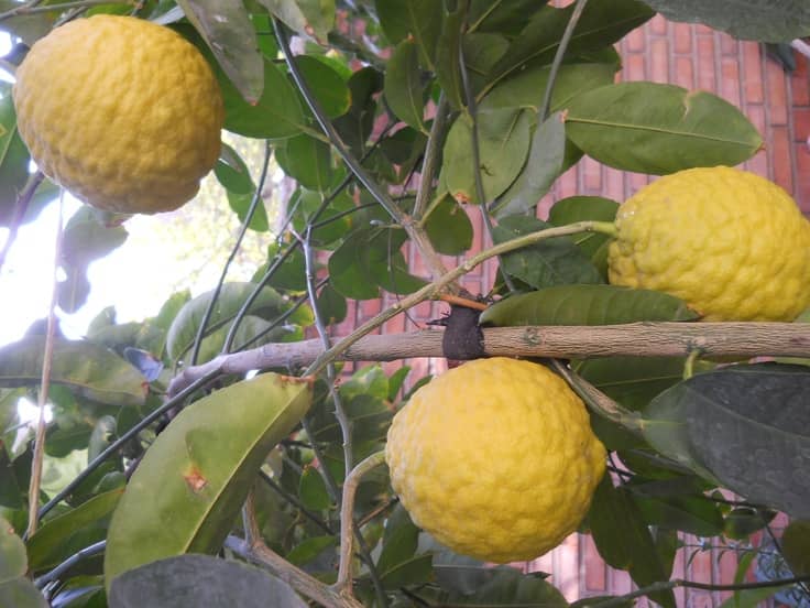 فروش بالنگ